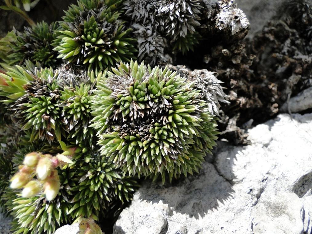 Saxifraga vandellii / Sassifraga di Vandelli